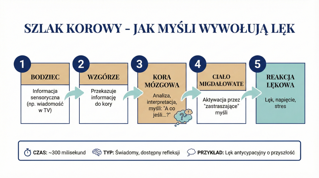 Schemat szlaku korowego lęku - wzgórze przekazuje informację do kory mózgowej, następnie do ciała migdałowatego wywołując irracjonalny lęk
