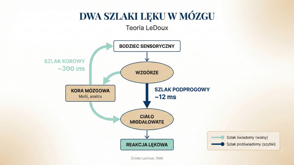 Diagram dwóch szlaków lęku w mózgu według teorii LeDoux - szlak korowy przez myśli i szlak podprogowy przez ciało migdałowate