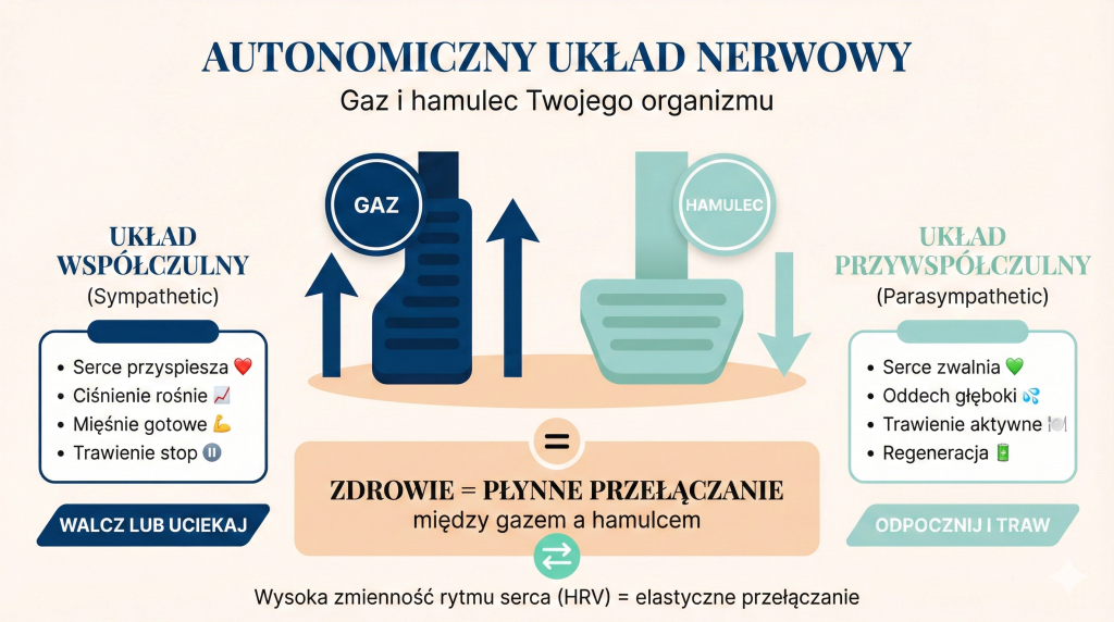 Infografika autonomicznego układu nerwowego - metafora samochodu z gazem (układ współczulny) i hamulcem (układ przywspółczulny)