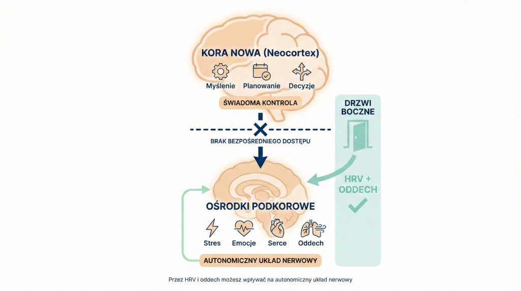 Diagram pokazujący korę nową i ośrodki podkorowe z zaznaczeniem HRV jako drzwi do autonomicznego układu nerwowego
