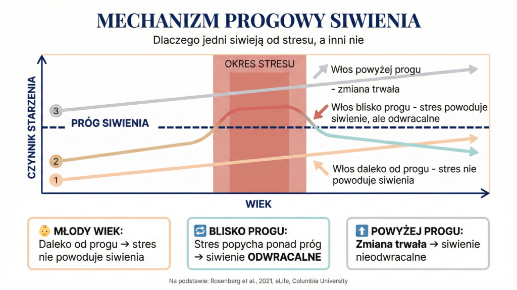 Infografika mechanizmu progowego siwienia włosów – model z badania Columbia 
University pokazujący próg adaptacyjny i wpływ stresu na pigmentację